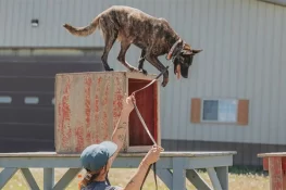 اے این ایف کا تربیت یافتہ کتا فائرنگ سے ہلاک