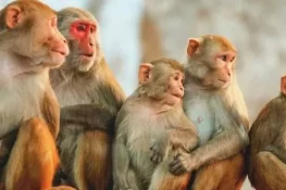 بندروں کے خوف سے خاتون چھت سے گر کر ہلاک