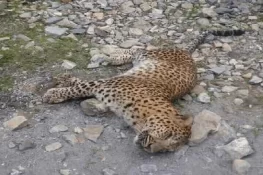 زخمی حالت میں ریسکیو کی جانے والی مادہ تیندوے کو 4 گولیاں لگنے کا انکشاف