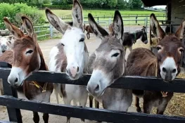 گدھوں کی کھال سے ادویات بننے لگیں، قیمتوں میں اضافہ