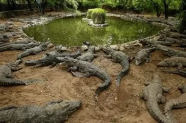 انسانی زندگیوں کے تحفظ کی خاطر 100 سے زائد مگرمچھ مار ڈالے گئے