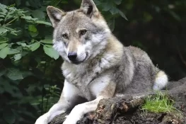 بھیڑیے کا خوف، کتے کو بھیڑیا سمجھ کر مار ڈالا گیا