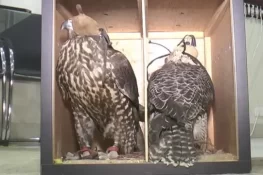 فالکن کا شکار کرنے والے 8 شکاری زیر حراست