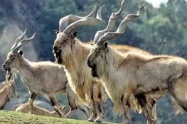 خیبر پختونخوا حکومت نے 4 مارخور پرمٹ کی فروخت سے 25 کروڑ روپے کما لئے