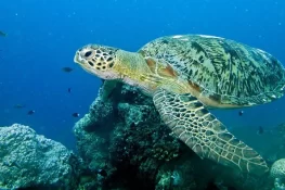 میلوں کا سفر کر کے پاکستان آنیوالے سبز کچھوے مایوس لوٹنے لگے