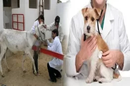132 ویٹرنری ڈاکٹرز کو امتحان پاس کیے بغیر مستقل کرنے کا انکشاف