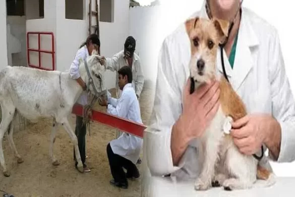 132 ویٹرنری ڈاکٹرز کو امتحان پاس کیے بغیر مستقل کرنے کا انکشاف