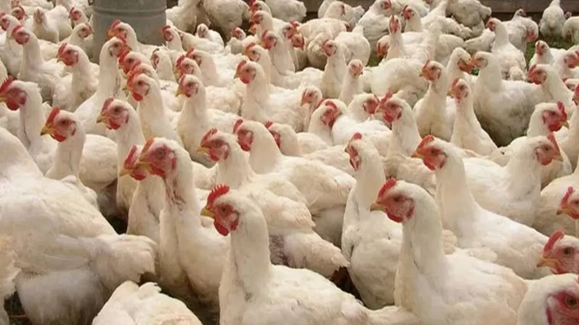 مرغی کا گوشت مزید سستا ہوگیا