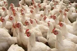 مرغی کا گوشت مزید سستا ہوگیا