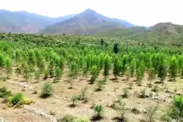 ٹین بلین ٹری:1 ارب 8 کروڑ کم پودے لگائے جانے کا انکشاف