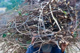 زمیندار کے کتوں نے محنت کش کی بیوی کو نوچ ڈالا