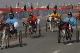 سندھ حکومت کے تحت گدھوں کی ریس، سرتاج دوسری بار بھی فاتح