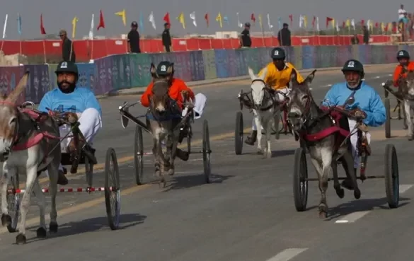 سندھ حکومت کے تحت گدھوں کی ریس، سرتاج دوسری بار بھی فاتح