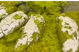 شادی میں مہمان ہری مرچوں کا حلوہ دیکھ کر حیران