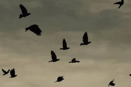 مسافر پرندے مگ کا شکار کرنے والے 6 ملزمان گرفتار