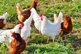 !صرف 100 مرغیوں سے ایک شخص کروڑ پتی بن گیا