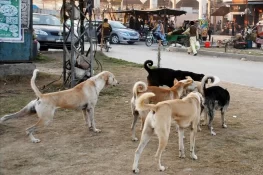 کراچی، کتے کے کاٹنے کے کیسز میں اضافہ