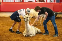 امریکی لاما دنیا کا معمر ترین لاما قرار