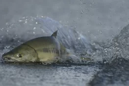 مفرور مچھلی پکڑیں اور 45 ڈالرز کا انعام پائیں