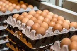 چوری کا انوکھا واقعہ، چور ایک لاکھ انڈے لے اُڑا