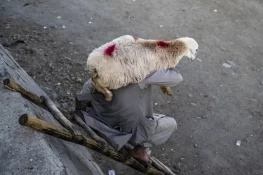 لالہ موسیٰ: آٹا چکی پر فائرنگ، چوری کی واردات میں مویشی غائب