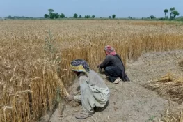 خیبرپختونخوا گندم اسکینڈل: محکمہ خوراک کے 2 افسران کی ضمانت نامنظور