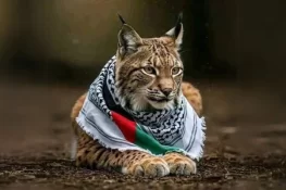 سوشل میڈیا پر وائرل ہونے والی جنگلی بلی کو غزہ جنگ سے کیوں جوڑا جارہا؟