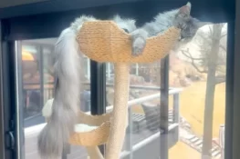 امریکی بلی ’’پگسلے‘‘ نے سب سے لمبی دم کا عالمی ریکارڈ بنالیا