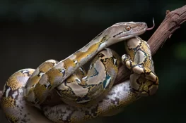 دنیا کا سب سے طویل اور وزنی سانپ کون سا ہے؟