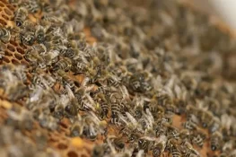 شہد کی مکھیوں کاحملہ، 90 سالہ بزرگ خاتون ہلاک