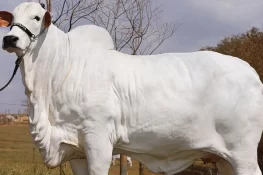 دنیا کا سب سے مہنگا بیل – قیمت سن کر ہوش اُڑ جائیں!