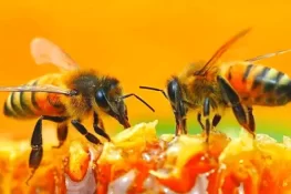 امریکہ میں ٹرک الٹنے سے25 کروڑ شہد کی مکھیاں آزاد، شہریوں کو خبردار کر دیا گیا