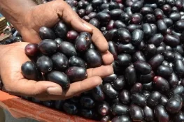 جامن کھانے کے حیران کن فوائد