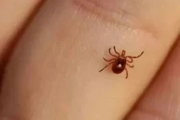 کراچی میں کانگو وائرس سے ایک اور ہلاکت، سندھ میں دوسرا کیس رپورٹ