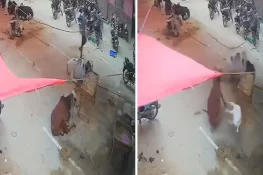 قربانی کا بکرا چھت سے گر کر گائے پر جا گرا، ویڈیو سوشل میڈیا پر وائرل