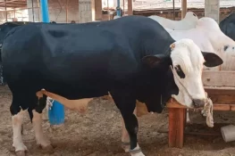 آسٹریلوی گائے کی قربانی جائز ہے یا نہیں؟