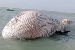 بلوچستان کے ساحل پر 35 فٹ لمبی بلیو وہیل مردہ حالت میں پائی گئی