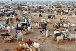 عیدالاضحیٰ 2025: ملک بھر میں 69 لاکھ سے زائد جانور قربان