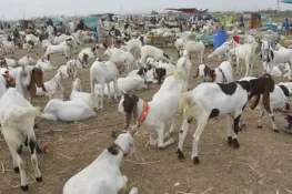 عیدالاضحی کی تیاری: کوئٹہ بکرا منڈی میں روزانہ جانوروں کی آمد و رفت کی رپورٹ جاری