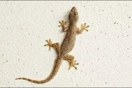 چھپکلیاں: کراہت اور خوف کا فطری ملاپ: کیا واقعی ان سے ڈرنا چاہیے؟