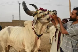 قربانی کا جانور خریدنا: کن باتوں کا خیال رکھنا ضروری ہے؟