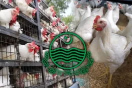 پنجاب کی مرغی پال اسکیم میں سنگین لوٹ مار، افسران نے غریب خواتین کا حق چھین لیا