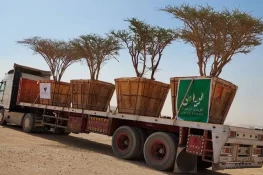 مدینہ میں 100 سال پرانے درخت ہرے بھرے علاقوں میں منتقل