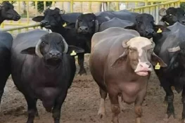 مظفرگڑھ میں 30 ڈاکو 180 بھینسیں چرا کر لے گئے