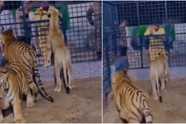 پنجاب بھر میں غیرقانونی شیروں کے خلاف کریک ڈاؤن، 13 شیر تحویل میں، 5 افراد گرفتار