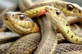 بھارت: تھائی لینڈ سے آنے والے مسافر کے سامان سے 16 زندہ سانپ برآمد