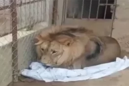 گوجر خان میں وائلڈ لائف کا چھاپہ، وڈیرے کے ڈیرے سے افریقی شیر برآمد