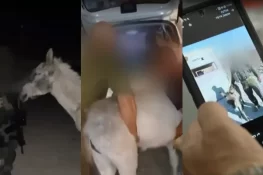 غزہ میں اسرائیلی فوج کی نئی لوٹ مار، گدھے چرا کر فرانس منتقل کرنے لگے