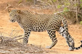 تیندوا گھر میں گھس آیا، 8 سالہ بچی کو مار ڈالا