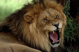 لاہور میں شیر کا حملہ ، دو بچوں سمیت تین افراد زخمی